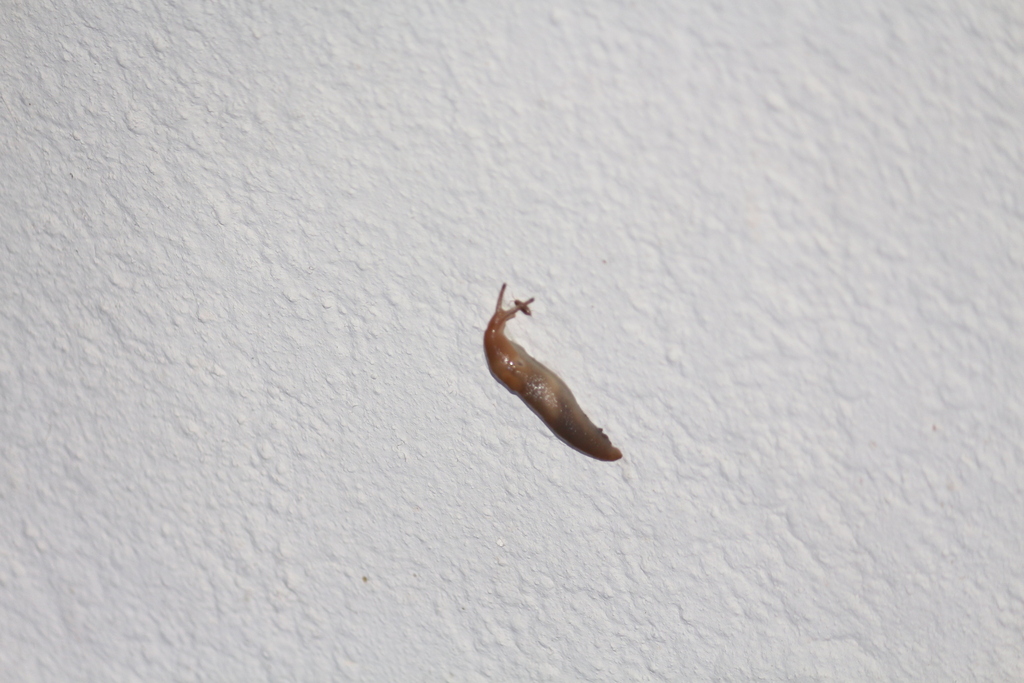 Tree Band Slugs Threeband Slugs from Carletonville, 2499, South Africa on December 16 ...