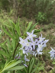 Amsonia ciliata texana