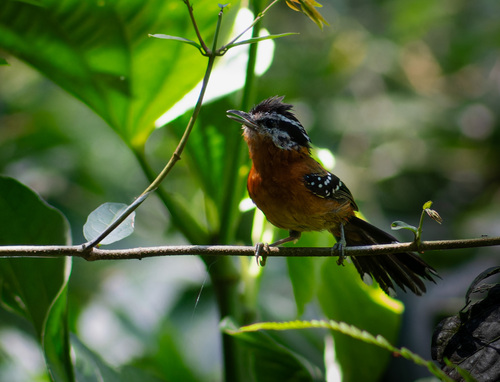 Ferruginous Antbird