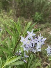 Amsonia ciliata texana