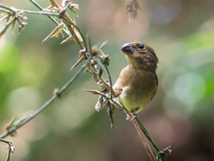 Temminck's Seedeater photo 2