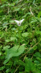 Plagiostigma