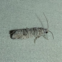 Retinia gemistrigulana