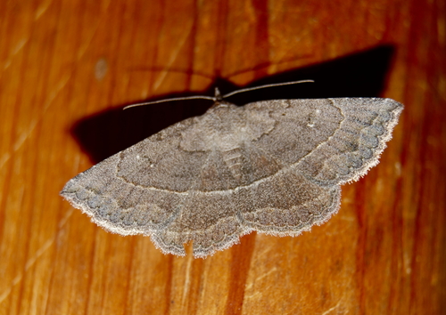 Gray-winged Owlet