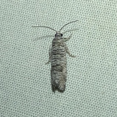 Retinia gemistrigulana