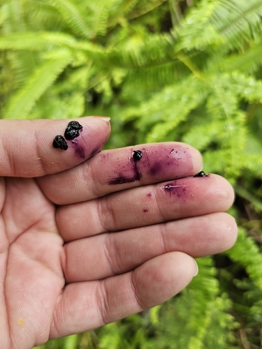 Image of Miconia racemosa by (c) ritirene, some rights reserved (CC BY)