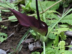 Typhonium russell-smithii