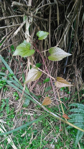 Vitis heyneana, photograph 1