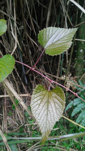 Vitis heyneana, photograph 2