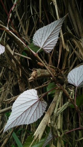 Vitis heyneana, photograph 3