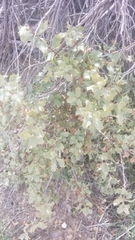 Quercus john-tuckeri