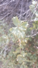 Quercus john-tuckeri