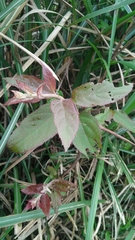 Actinidia rufa