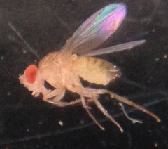 Drosophila melanogaster
