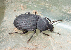 Apsena grossa