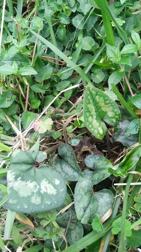 Image of Asarum macranthum by (c) Cheng-Te Hsu, some rights reserved (CC BY)