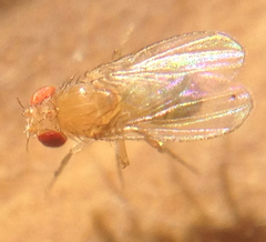 Drosophila melanogaster