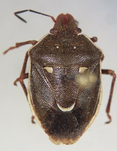 Neoacledra flavomaculatus