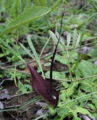 Typhonium russell-smithii