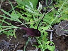 Typhonium russell-smithii