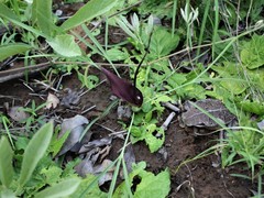 Typhonium russell-smithii