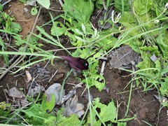 Typhonium russell-smithii