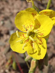 Chylismia