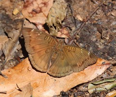 Euthalia ipona