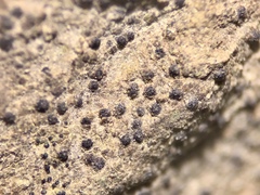 Verrucaria myriocarpa