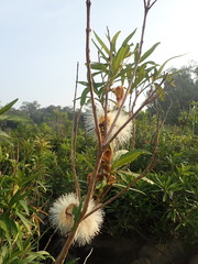 Syzygium samarangense