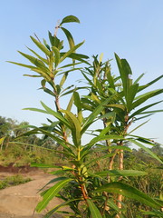 Syzygium samarangense