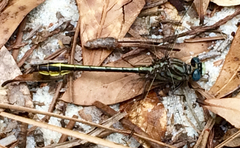 Phanogomphus cavillaris