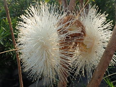 Syzygium samarangense