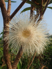 Syzygium samarangense