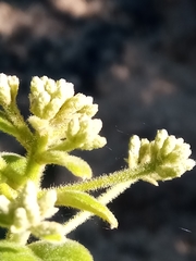 Vernonia platylepis image