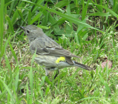Setophaga coronata