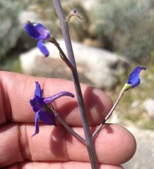 Delphinium parishii subglobosum