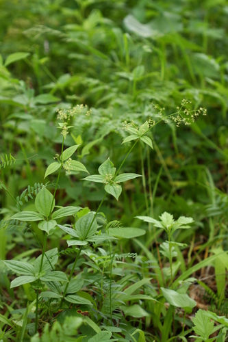 Rubia chinensis iNat (1)