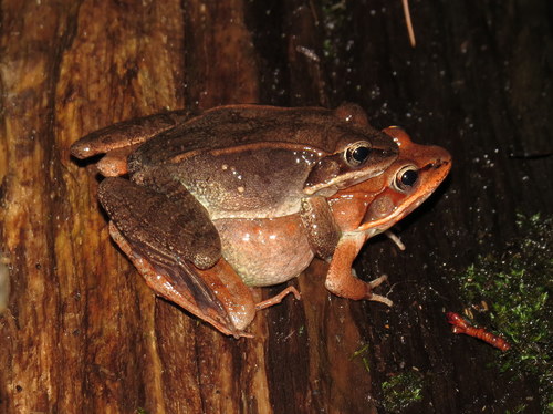 Wood Frog photographed in Massachusetts