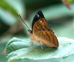 Euthalia monina monina