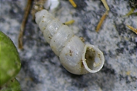 Moitessieria