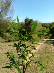 Coptosperma
