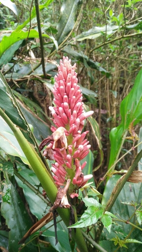 Alpinia ilanensis
