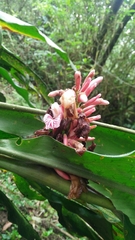 Alpinia × ilanensis, photograph Cheng-Te Hsu, CC BY, iNaturalist via GBIF