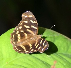 Herona marathus