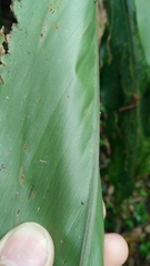 Alpinia × ilanensis, photograph Cheng-Te Hsu, CC BY, iNaturalist via GBIF