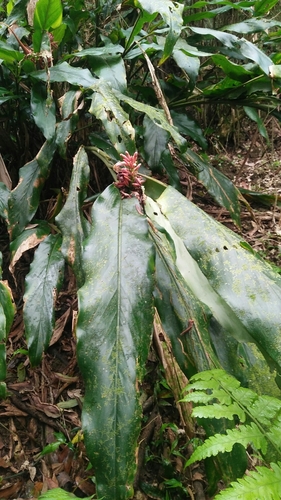 Alpinia × ilanensis, photograph 3