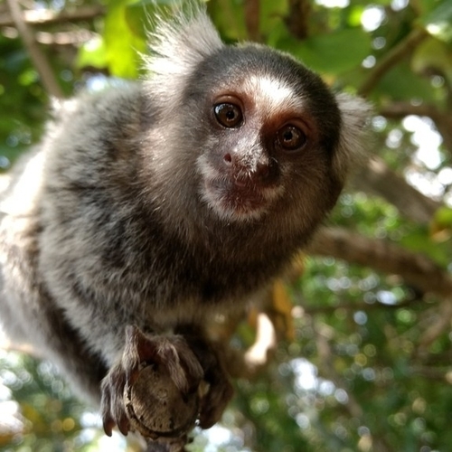 Common Marmoset, Redinha, photo 10 of 10