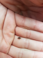 Chinamiris indeclivis