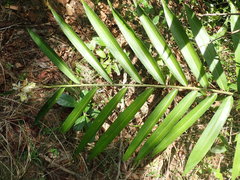 Alpinia oxymitra